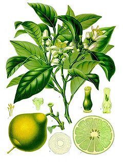 Citrus Mystic Body Butter